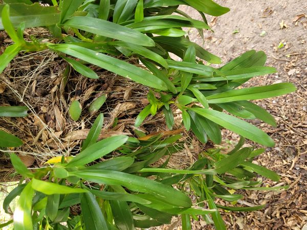 Identificação da planta Orquídea-gafanhoto por foto