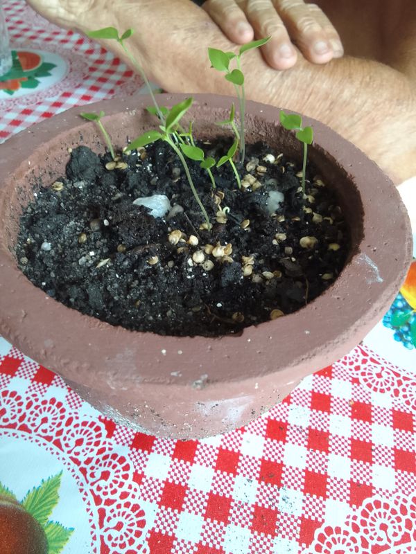 Identificação da planta Lentilha por foto