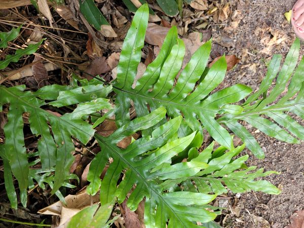 Identificação da planta Samambaia Jamaica por foto