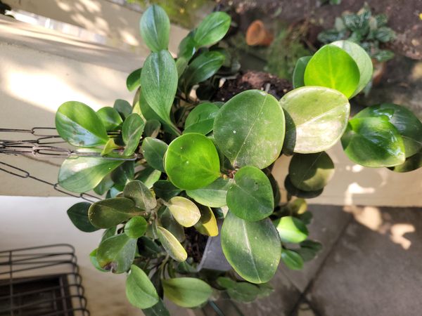 Identificação da planta Peperomia limão por foto