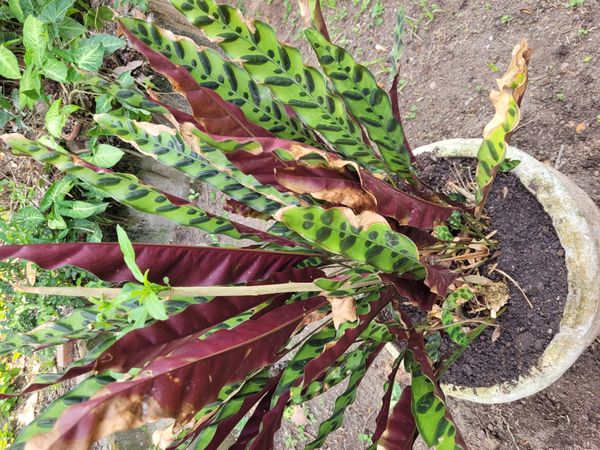 Identificação da planta Maranta cascavel por foto