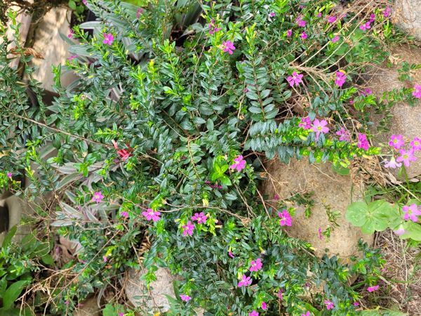 Identificação da planta Falsa-érica por foto