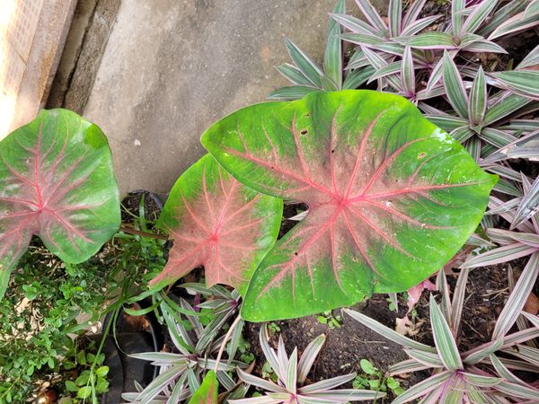 Identificação da planta Tinhorão por foto