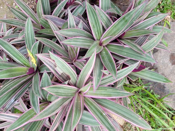 Identificação da planta Abacaxi-roxo por foto