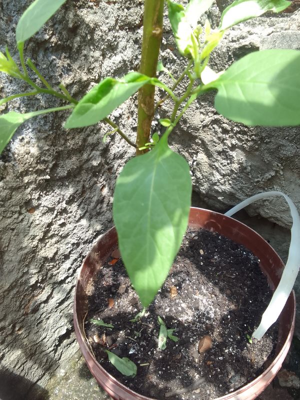 Identificação da planta Malagueta por foto