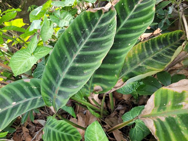 Identificação da planta Maranta-zebrina por foto
