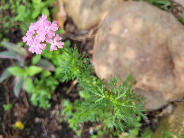 Identificação da planta Gervãozinho por foto