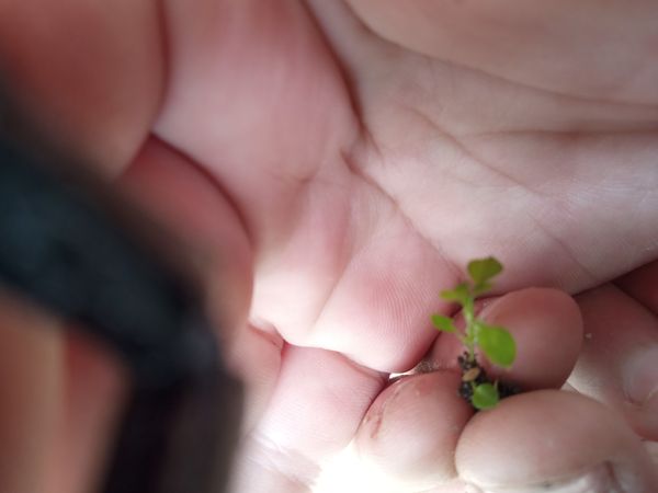 Identificação da planta Míniocá por foto