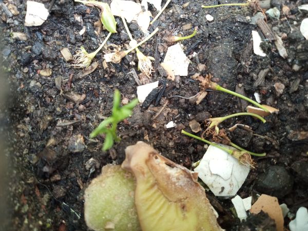 Identificação da planta Ginja por foto