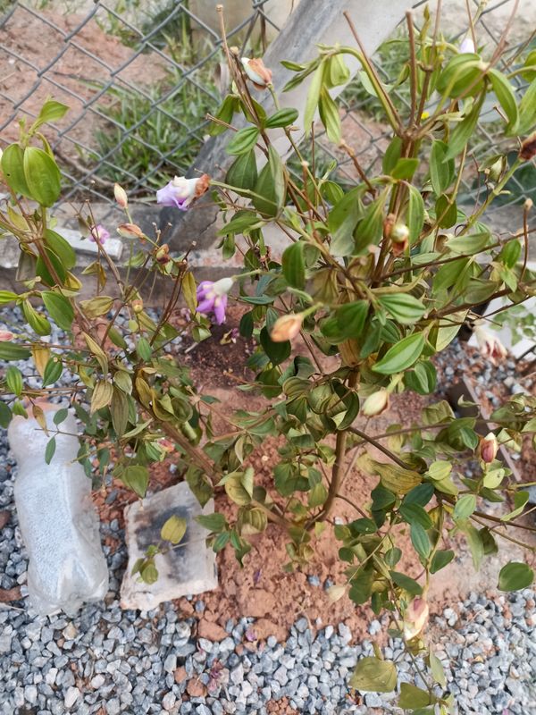 Identificação da planta Manacá da serra por foto