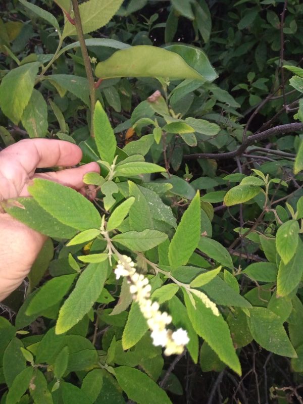 Identificação da planta Erva baleeira por foto