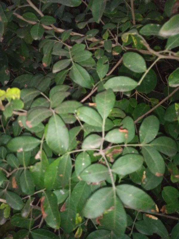 Identificação da planta Aroeira por foto