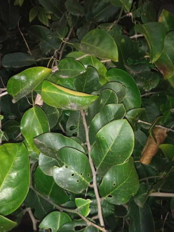 Identificação da planta Jacarandá-do-mangue por foto
