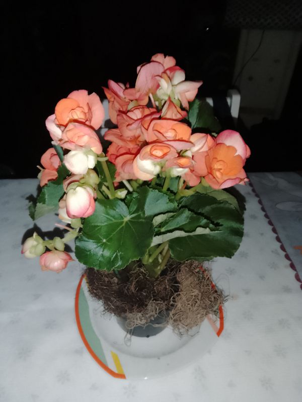 Identificação da planta Begônia por foto