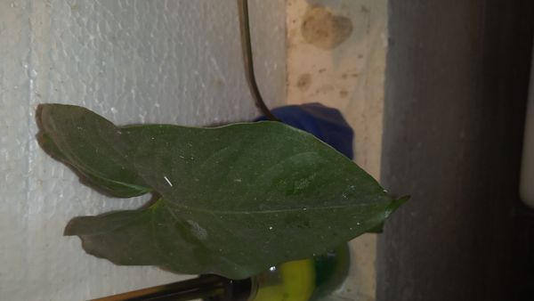 Identificação da planta Singônio por foto