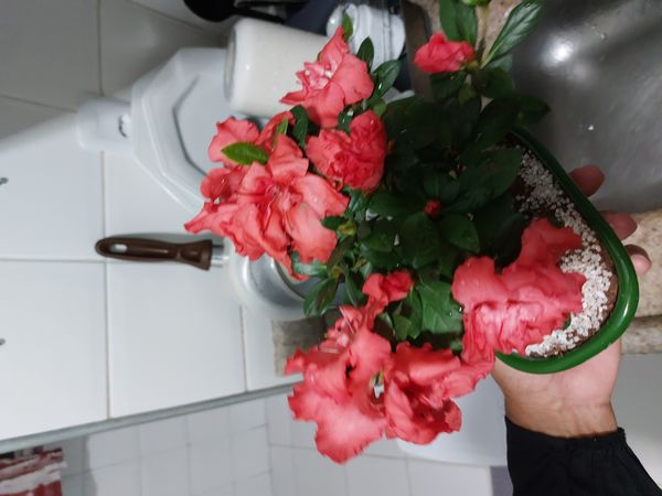 Identificação da planta Azaléia por foto
