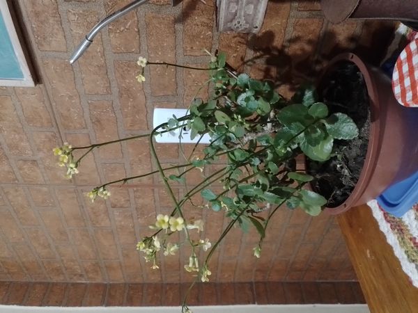 Identificação da planta Flor da fortuna por foto