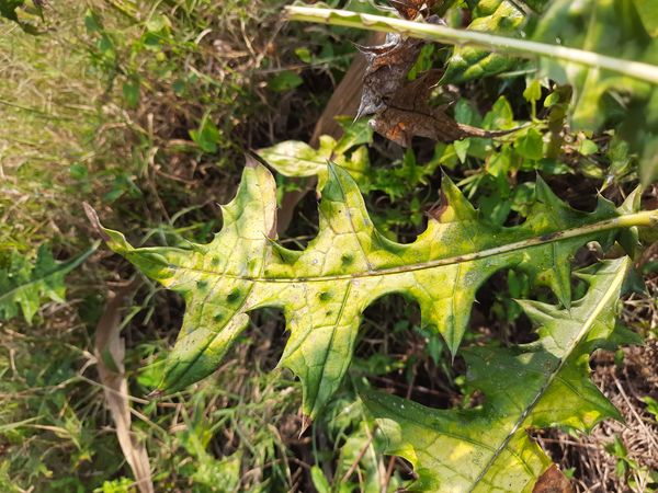 Identificação da planta Acanto por foto