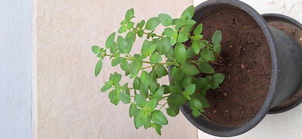 Identificação da planta Manjericão por foto