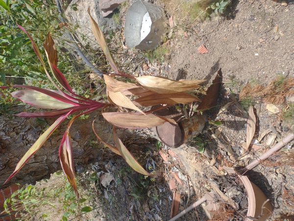 Identificação da planta Dracena por foto