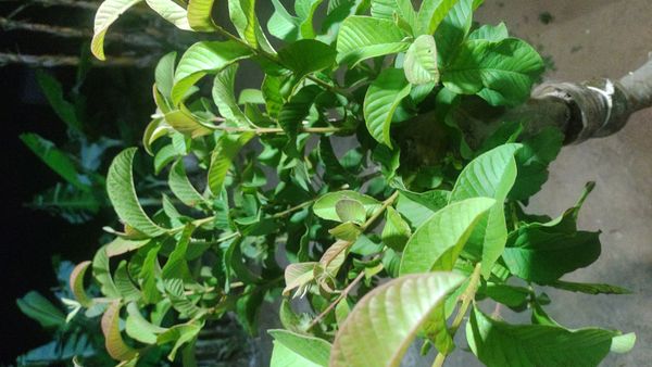 Identificação da planta Goiabeira por foto