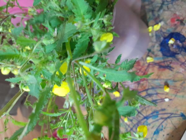 Identificação da planta Capachinho por foto