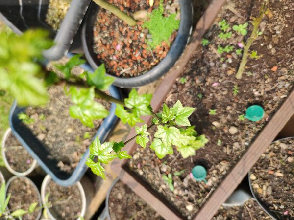 Identificação da planta Liquidâmbar por foto