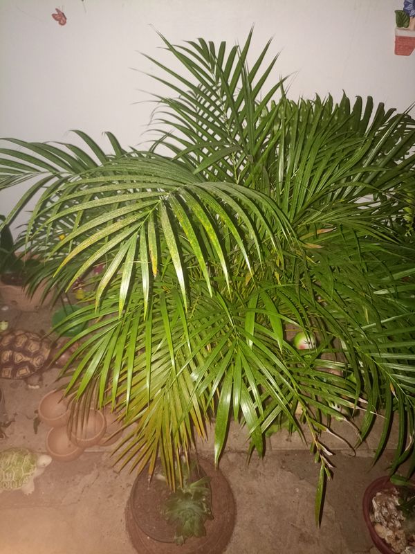 Identificação da planta Areca-bambu por foto