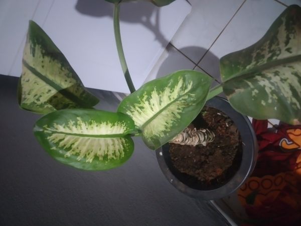 Identificação da planta Comigo-ninguém-pode por foto