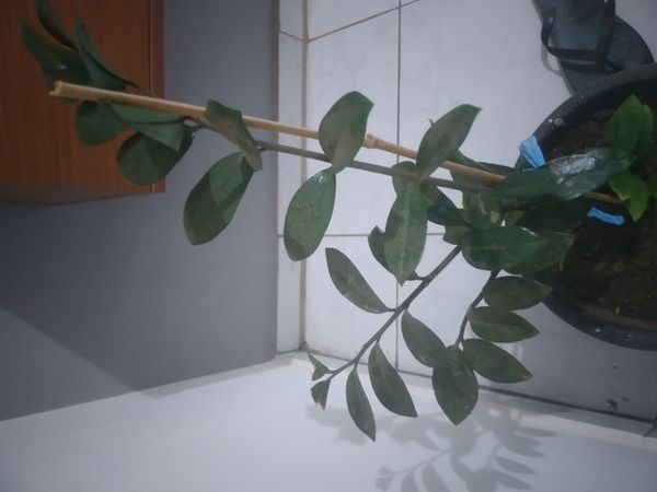 Identificação da planta Zamioculcas por foto