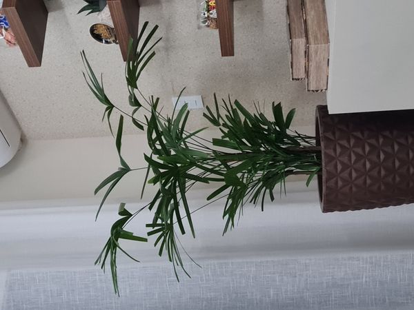 Identificação da planta Palmeira-ráfis por foto
