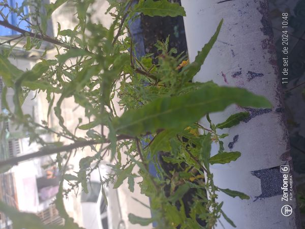 Identificação da planta Mastruz por foto