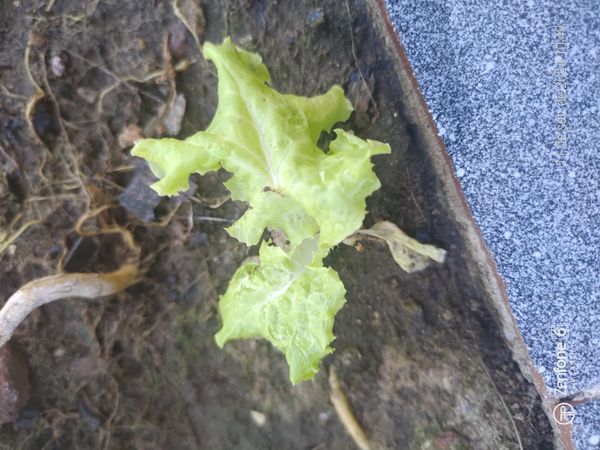 Identificação da planta Alface por foto