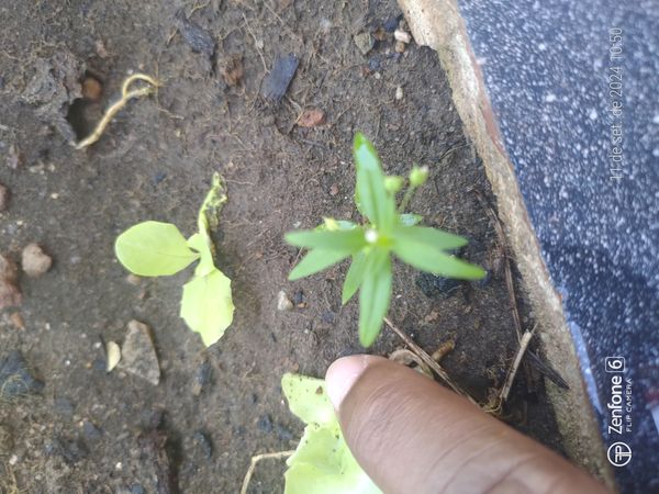 Identificação da planta Erva diamante por foto