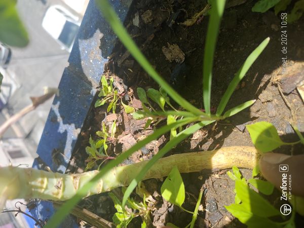 Identificação da planta Tiririca por foto
