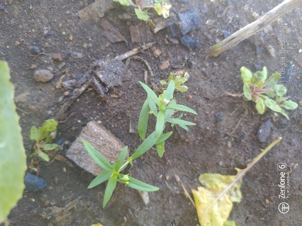 Identificação da planta Erva diamante por foto