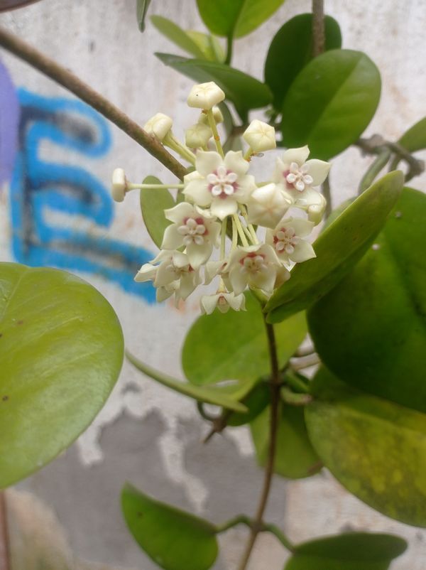 Identificação da planta Flor-de-cera por foto