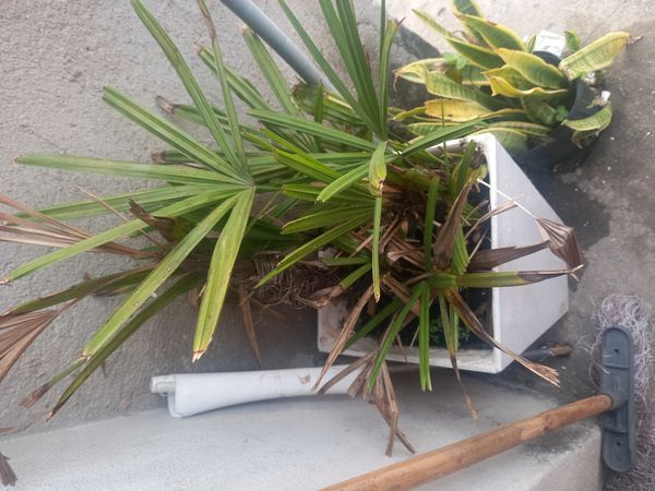 Identificação da planta Palmeira-ráfis por foto