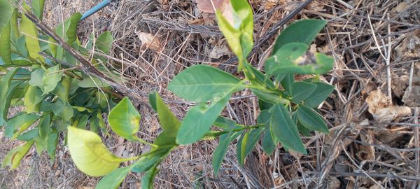 Identificação da planta Limão-taiti por foto