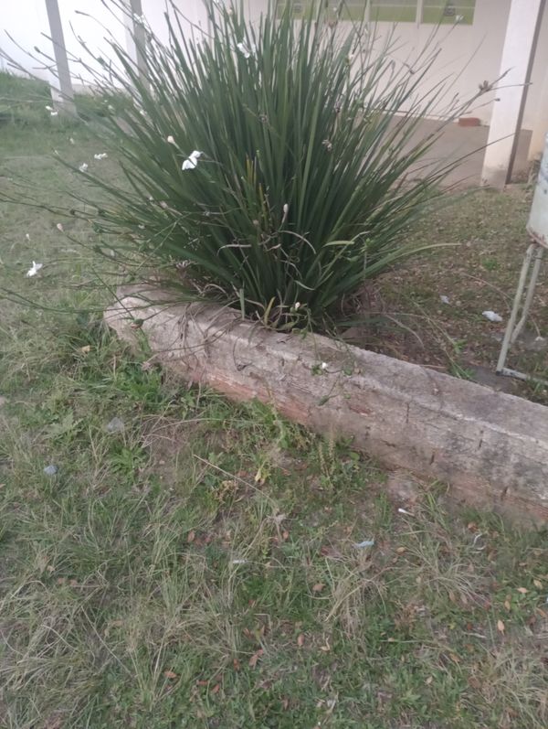 Identificação da planta Lírio-do-brejo por foto