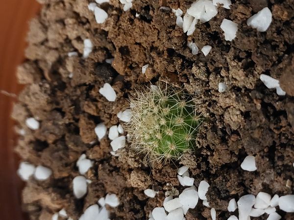 Identificação da planta Ouriço-do-mar por foto