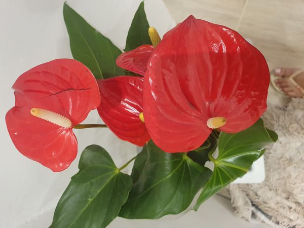 Identificação da planta Micro antúrio por foto