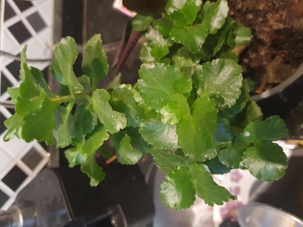 Identificação da planta Flor da fortuna por foto