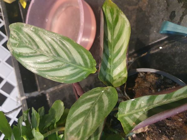 Identificação da planta Maranta por foto