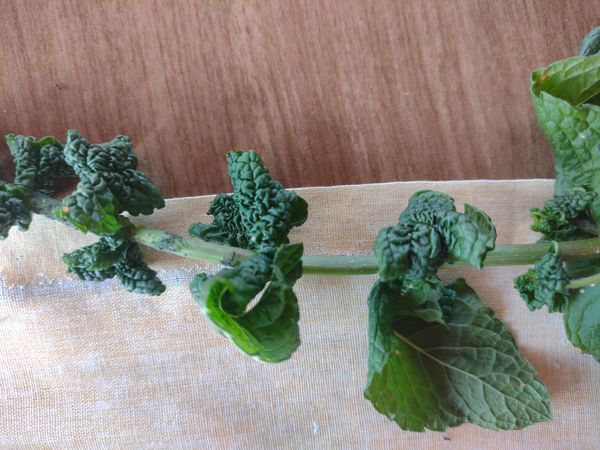 Identificação da planta Hortelã-verde por foto