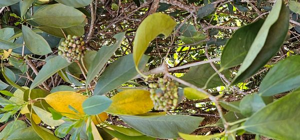 Identificação da planta Guarabu por foto