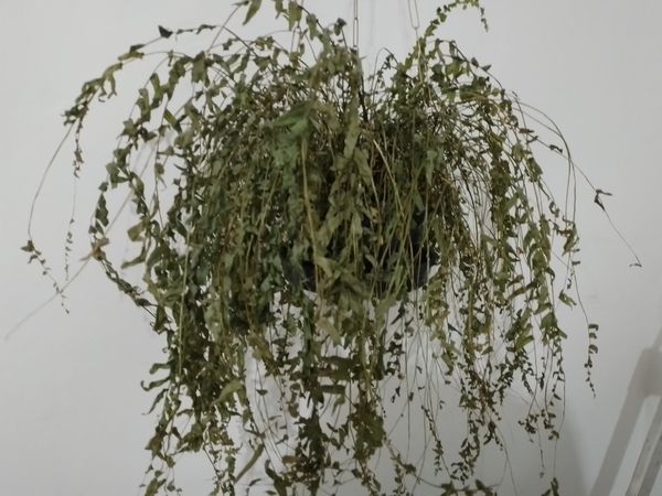 Identificação da planta Samambaia por foto