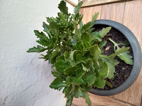 Identificação da planta Saião por foto