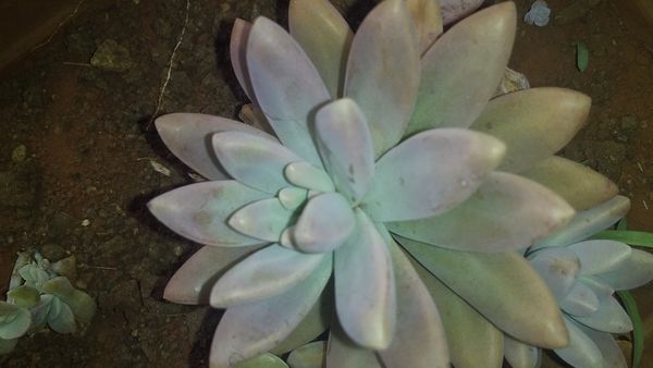 Identificação da planta Pachyphytum por foto