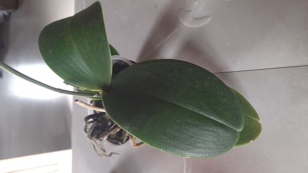 Identificação da planta Orquídea-Phalaenopsis por foto